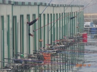 오빈낚시터 유료낚시터 > ***오빈낚시터*** 주중조황 정보및 방류소식 전합니다 : 낚시사랑