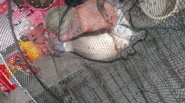 목현낚시터 유료낚시터 > 다시 추위가 왔습니다 : 낚시사랑