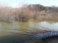 돌배좌대 유료낚시터 > 고삼돌배좌대 : 낚시사랑