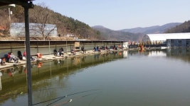 공주 큰목골낚시터 유료낚시터 > 공주 큰목골낚시터 3월5일 소식 : 낚시사랑