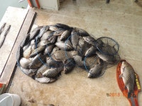 대석낚시터 유료낚시터 > 남한강 토종붕어 방류.. : 낚시사랑