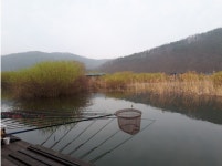 관광좌대 유료낚시터 > 드드어 비비기 시작... 송전지 관광좌대 조황 : 낚시사랑