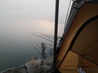 안성 거청낚시터 유료낚시터 > 4 월 16 일 안성 거청낚시터 붕어조황 : 낚시사랑