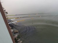 안성 거청낚시터 유료낚시터 > 4 월 16 일 안성 거청낚시터 붕어조황 : 낚시사랑