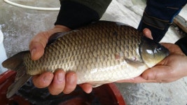 공주 큰목골낚시터 유료낚시터 > 공주 큰목골낚시터 4월16일 소식 : 낚시사랑