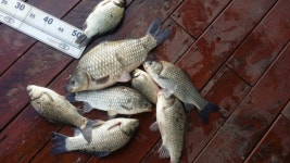 창신좌대 유료낚시터 > 4짜들이 지금도 산란을 합니다. : 낚시사랑