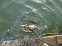 가산낚시터 유료낚시터 > 가산 금요일 토오일 조황 정보 : 낚시사랑