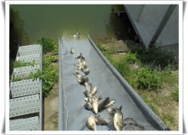 관리낚시터 유료낚시터 > 도심속의 작은 쉼터 화성 관리낚시터 : 낚시사랑