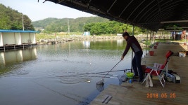 김포낚시터 유료낚시터 > 꾸준한 조황 김포낚시터 : 낚시사랑
