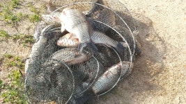 토종계양낚시터 유료낚시터 > ●계속되는 4자 토종붕어!! 평택토종계양낚시터 조황 : 낚시사랑