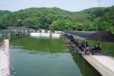 용인지곡낚시공원 유료낚시터 > ◐ 이것을 알아두면 ◐ : 낚시사랑