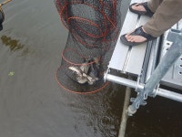 돌성저수지 유료낚시터 > 6월 9일 토요일 돌성낚시터 조황보고 : 낚시사랑