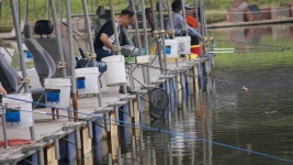 명인 낚시터 유료낚시터 > ★★ 명인손맛터 6월 13일(수) 조황 ★★ : 낚시사랑