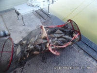 도곡낚시터 유료낚시터 > 도곡낚시터 붕어 조황 정보 물은 만수위 : 낚시사랑