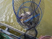 중부낚시터 유료낚시터 > 중부낚시터(성미지) 조황정보 : 낚시사랑