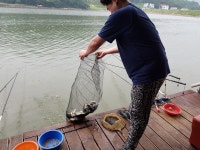 산들낚시터 유료낚시터 > 아산 산들낚시터의 6월25일 월요일 방류와 조황 모습입니다. : 낚시사랑