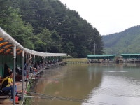 양평대명낚시터지기 유료낚시터 > 대명낚시터 주중 조황 및 방류 정보 입니다. : 낚시사랑