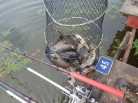 돌성저수지 유료낚시터 > 돌성낚시터 7월 13일 금요일 조황보고 : 낚시사랑