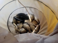 용설지 유료낚시터 > 용설지는 둘다 재밌어요 : 낚시사랑