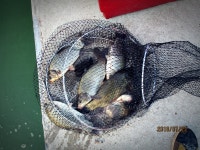 반제지 유료낚시터 > 정말 너무덥네요 반제지 조황 : 낚시사랑