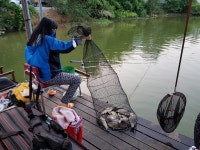 산들낚시터 유료낚시터 > 아산 산들낚시터의 7월22일 괜찮은 주말 모습 올려드립니다. : 낚시사랑