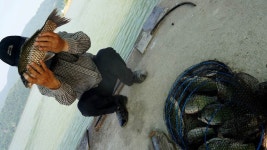 용설지 유료낚시터 > 폭염에 머리 벗겨진 붕어 : 낚시사랑