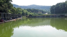 공주 큰목골낚시터 유료낚시터 > 공주 큰목골낚시터 7월23일 소식 : 낚시사랑