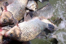 내동지 유료낚시터 > *** 폭염을 이긴 4짜에 감사 *** : 낚시사랑