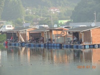 대석낚시터 유료낚시터 > 붕어 방류및 스케치.. : 낚시사랑