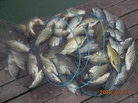 오빈낚시터 유료낚시터 > ***오빈낚시터*** 주말 조황정보및 방류 소식 전합니다 : 낚시사랑