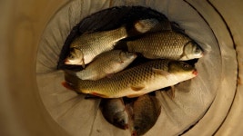 용설지 유료낚시터 > 왔다갔다 용설지 : 낚시사랑