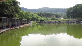 공주 큰목골낚시터 유료낚시터 > 공주 큰목골낚시터 7월30일 소식 : 낚시사랑