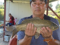 오빈낚시터 유료낚시터 > 오빈..폭염속의 폭풍입질~~ : 낚시사랑