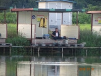 오빈낚시터 유료낚시터 > 오빈..폭염속의 폭풍입질~~ : 낚시사랑