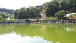 공주 큰목골낚시터 유료낚시터 > 공주 큰목골낚시터 8월20일 소식 : 낚시사랑