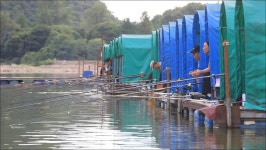 유정낚시터 유료낚시터 > 주말 유정지 조황소식 : 낚시사랑