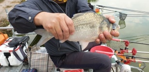 돌성저수지 유료낚시터 > 돌성낚시터 9월 27일 목요일 28일 금요일 조황보고 : 낚시사랑