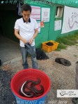 수목원낚시터 유료낚시터 > 수목원낚시터 주말 국산 풍천장어 조황 및 운영안내@@ : 낚시사랑