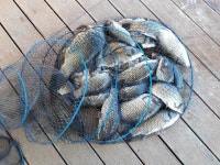 남전지기 유료낚시터 > 주말조황 및 방류소식 : 낚시사랑