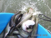 타이거Eye1고정낚시터 유료낚시터 > 김포고정낚시터 미친방류가 시작됩니다~~ : 낚시사랑