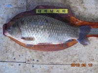 대석낚시터 유료낚시터 > 4짜 붕어가 수두룩.. : 낚시사랑