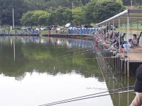 남전지기 유료낚시터 > 주말조황 및 방류소식~연휴기간에 고기 총1톤방류예정!! : 낚시사랑