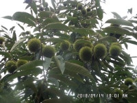 당골낚시터 유료낚시터 > ~~~조황정보~~~ : 낚시사랑