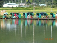 오빈낚시터 유료낚시터 > *오빈낚시터* 주중조황 정보및 방류소식 전합니다 : 낚시사랑