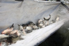 내동지 유료낚시터 > *** 조항과 방류 *** : 낚시사랑