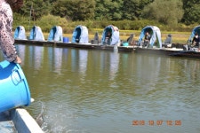 고담낚시터 유료낚시터 > 붕어100수 탄생과 붕어방류 : 낚시사랑