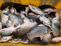 상곡낚시터 유료낚시터 > 토종붕어 전문 낚시터 ...... 토종붕어 방류모습 ..... : 낚시사랑 상곡낚시터 유료낚시터 > 토종붕어 전문 낚시터 ......... 