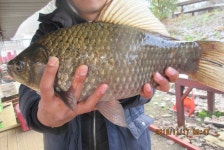 양평그린낚시터 유료낚시터 > 양평 그린낚시터..나오면 월척이네요~~^^* : 낚시사랑
