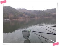 양평수곡낚시터 유료낚시터 > 양평 수곡낚시터 붕어방류 및 주중조황 : 낚시사랑