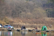 고담낚시터 유료낚시터 > 주말 붕어100수 성공 : 낚시사랑